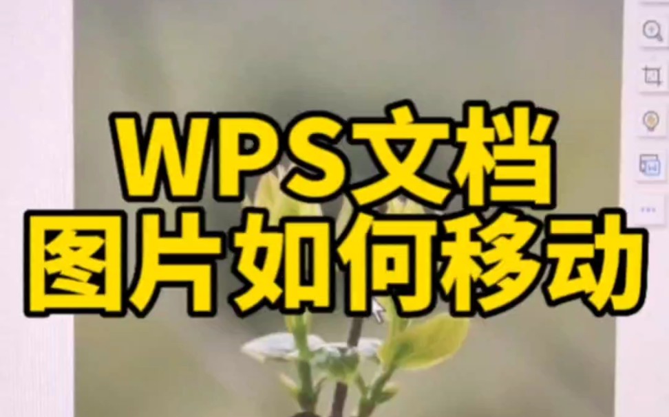 WPS文档如何移动图片哔哩哔哩bilibili