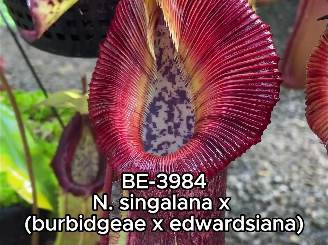 【be花房漫游】各种欣佳浪山x(豹斑x爱德华)猪笼草|第43期