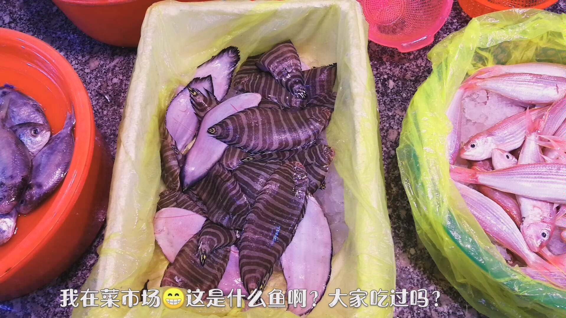 四川绿植批发市场在哪