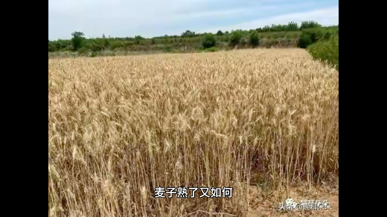 [图]从农民收小麦看河南青麦做青贮饲料真实原因 #官方谈割青麦作饲料 ＃农业农村部回应割青麦作饲料 #青贮饲料 #青麦#三农＃粮食安全