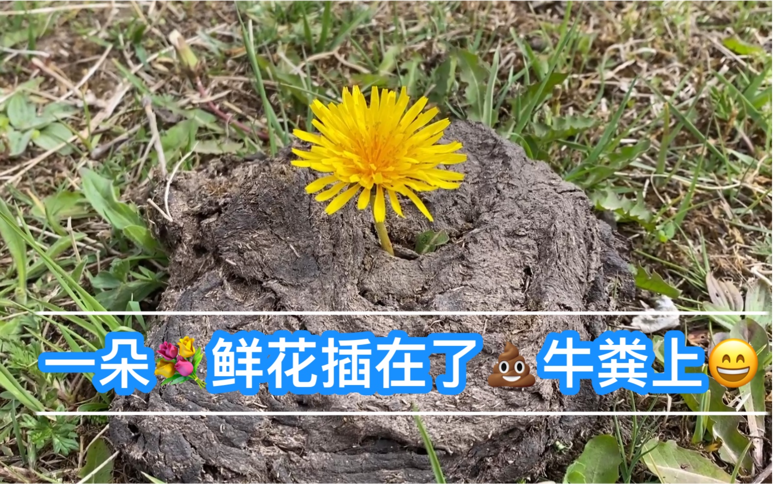 【自驾游日志】现实版:一朵98鲜花插在了93牛粪上90