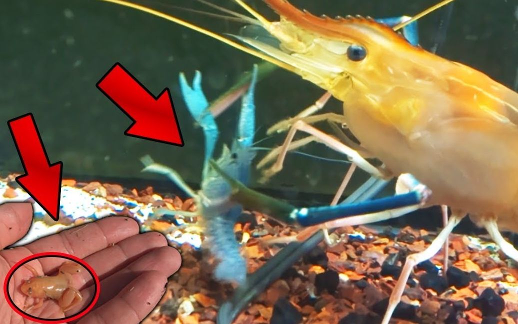 【youtube】罗氏沼虾捕食佛罗里达蓝螯虾和黄金爪蟾