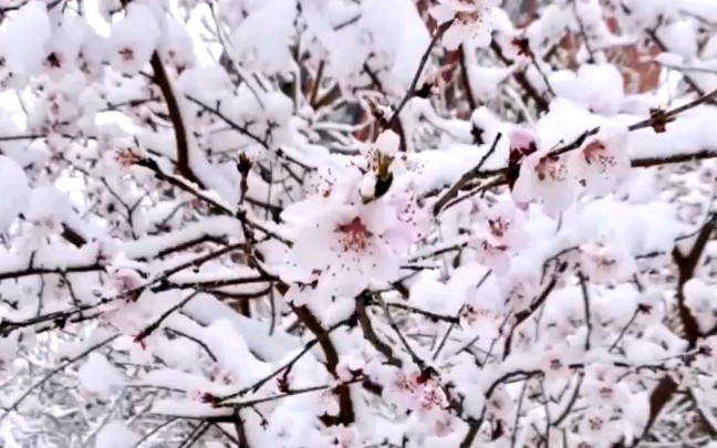 [图]三月春雪桃花开…一觉醒来，真的美到我了！