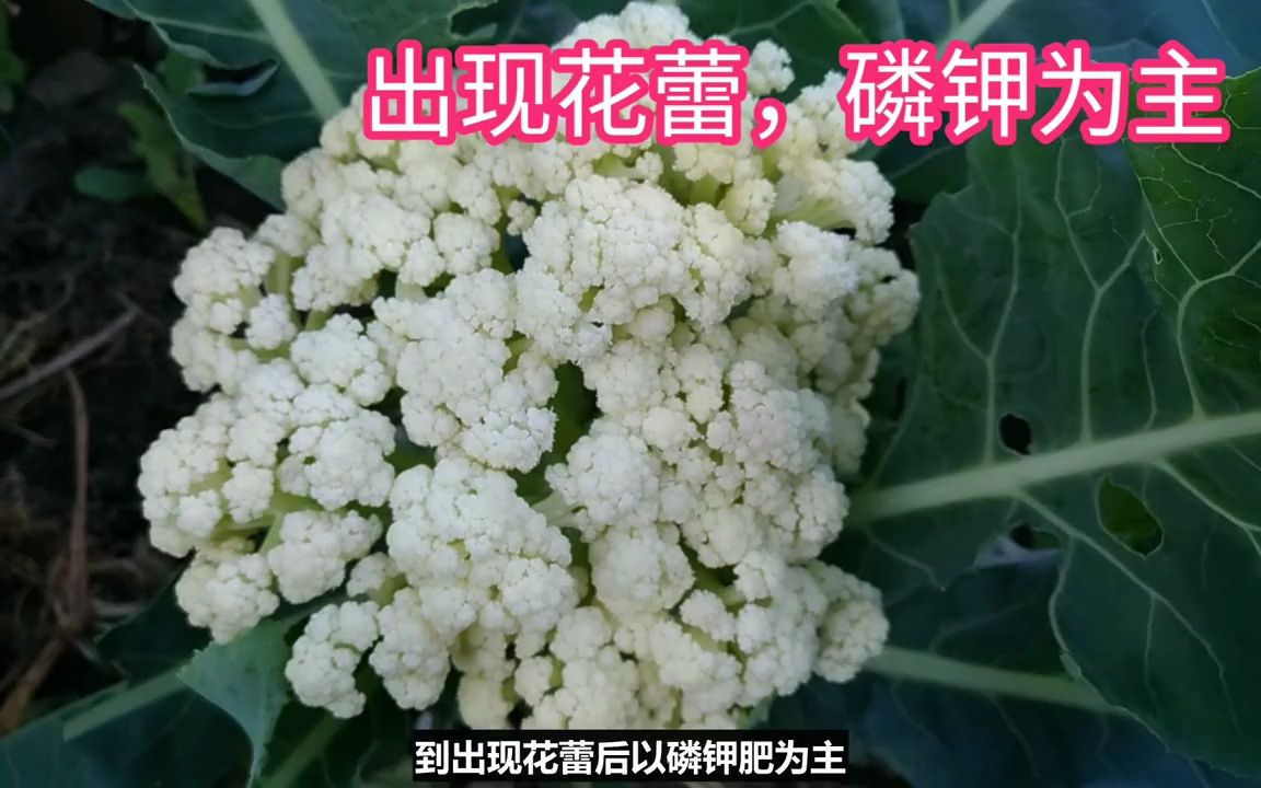 如何种植松花菜,菜花,花椰菜 ,为什么你的松花菜还没结花哔哩哔哩bilibili