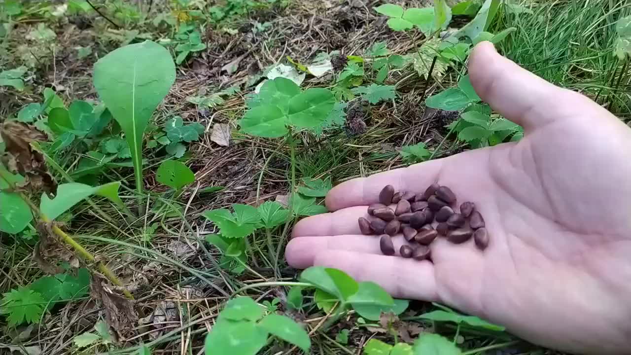 [图]一位老哥去林里喂松鼠，小松鼠正吃着，忽然被远处的响动吓到完全呆住不动，最后老哥一边念叨一边往松鼠怀里塞松子的画面过分可爱了！