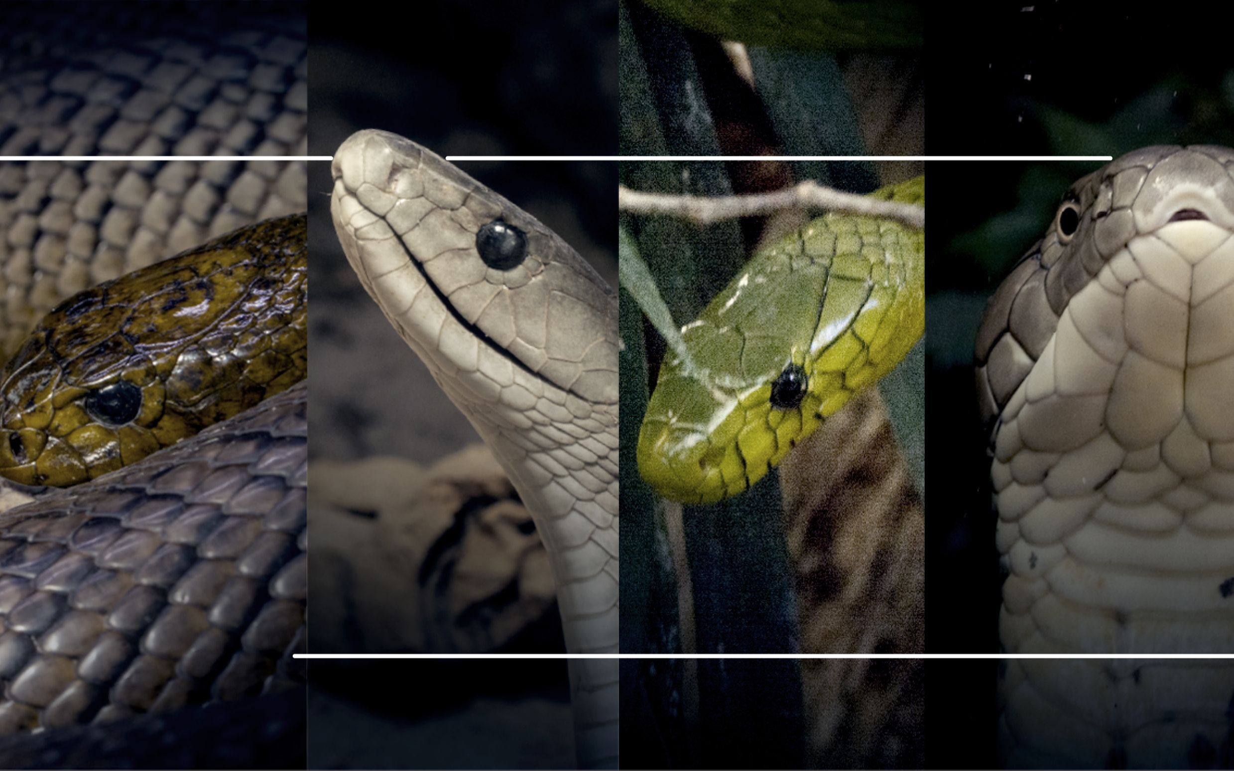 【万国名虺|尘世巨蟒】带你看遍·久负盛名的滕蛇们!