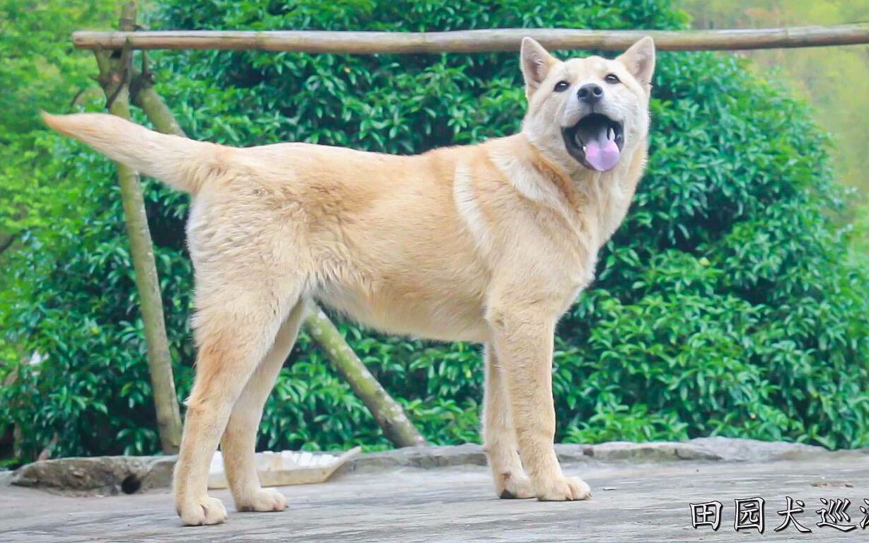 广西深山田园犬,颜值爆表身材匀称,主人每次外出干活它都会跟随