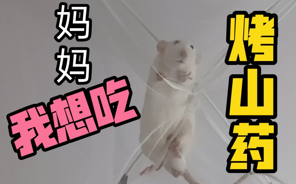 解锁蚊帐新功能:防老鼠 ps:妈妈我想吃烤山药_哔哩哔哩_bilibili