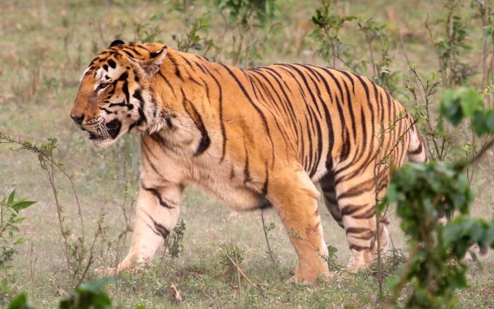 卡齐兰加一只陌生雄虎又试图猎杀家牛_哔哩哔哩_bilibili