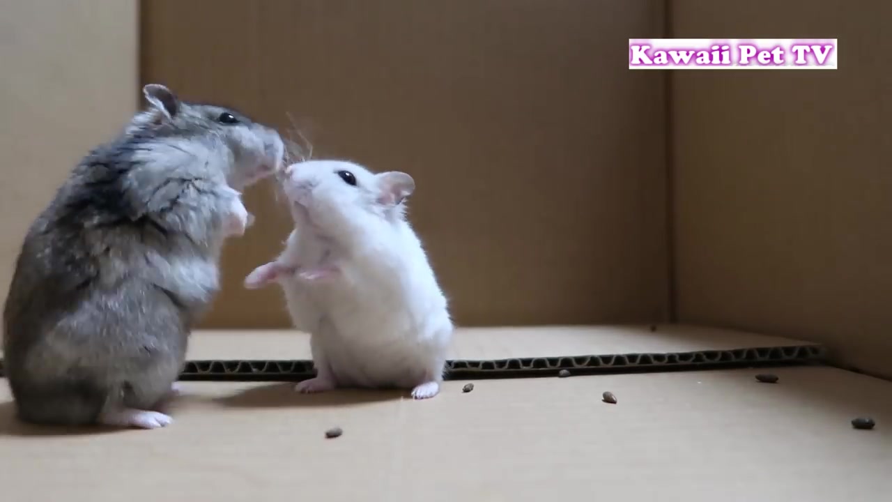 仓鼠的洞房花烛夜