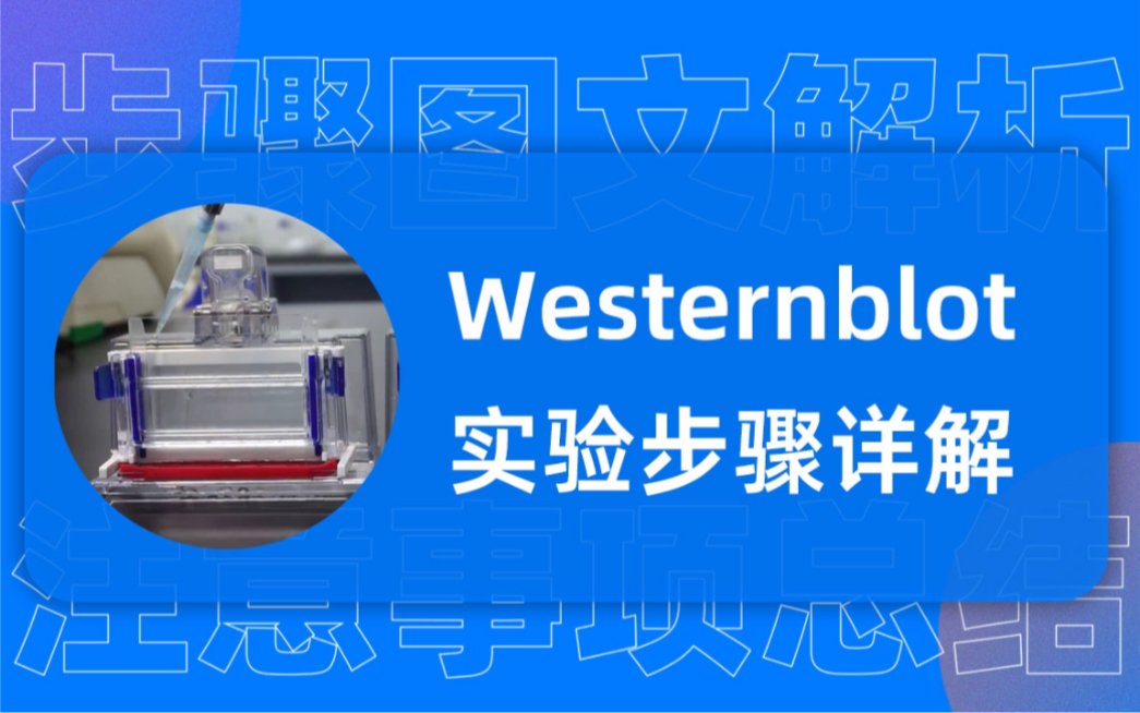 分子检测合集(1):westernblot 上篇 实验步骤及注意事项哔哩哔哩bilibili