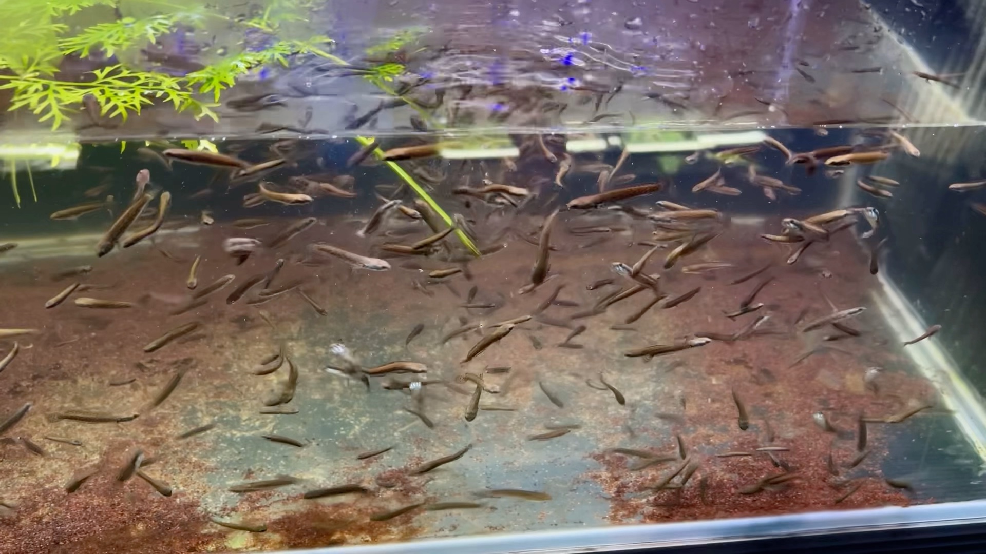 爆缸的彩虹雷龙苗子