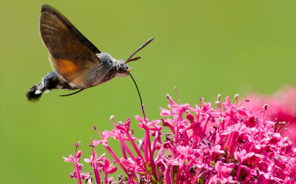 星点长喙天蛾Macroglossum stellatarum生活史哔哩哔哩bilibili