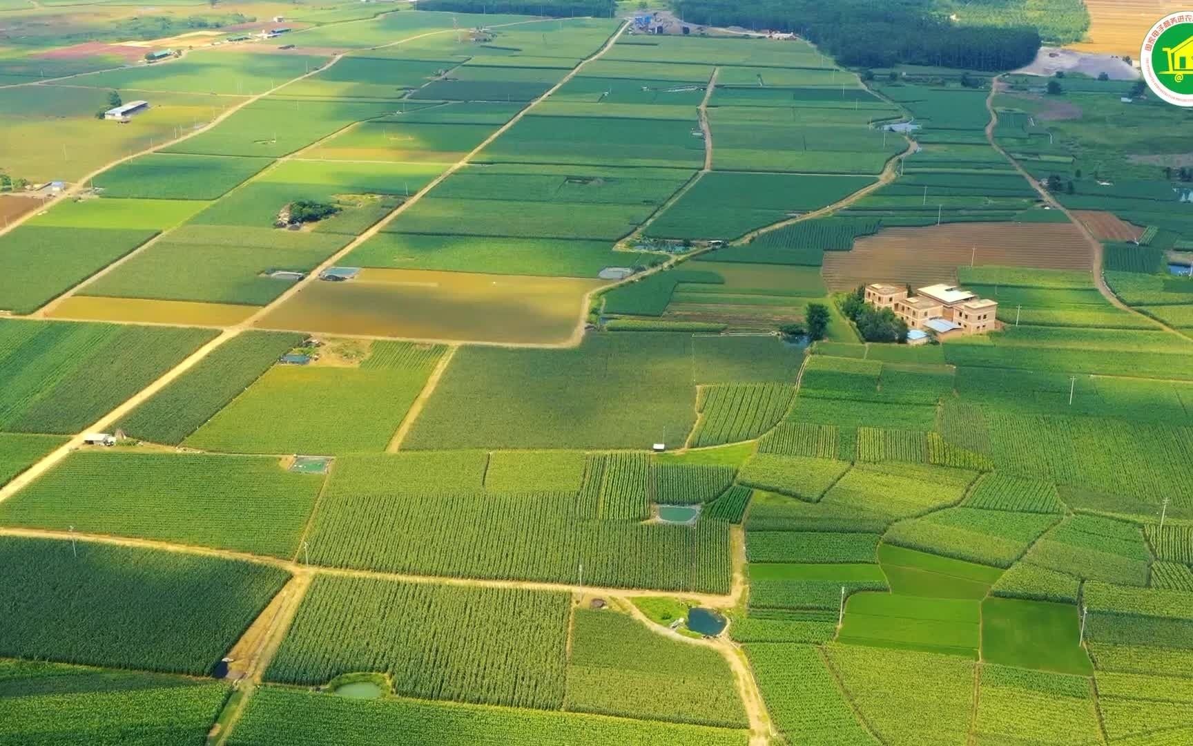 [图]横州不止是茉莉花，还有香糯糯的玉米，让我们一起看看吧