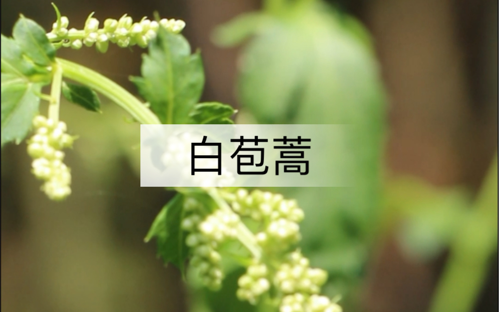 溯源中草药——白苞蒿哔哩哔哩bilibili