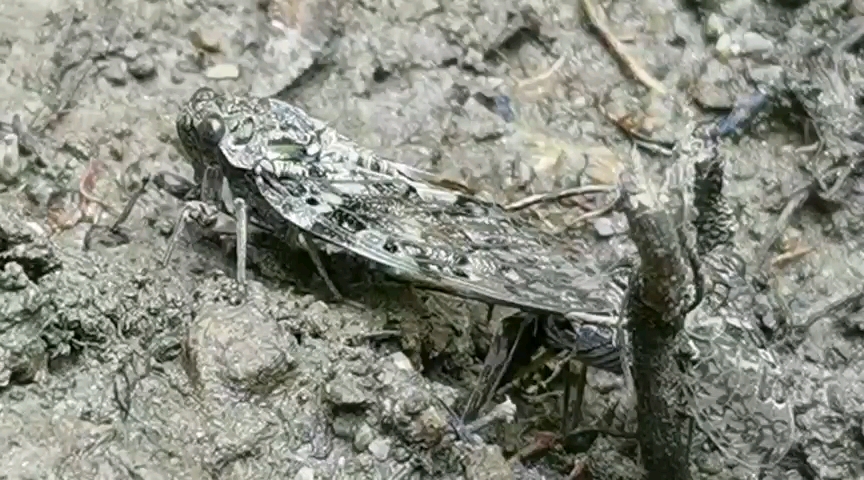 夏天到了,又来到知了交配的季节(07-ω-`)