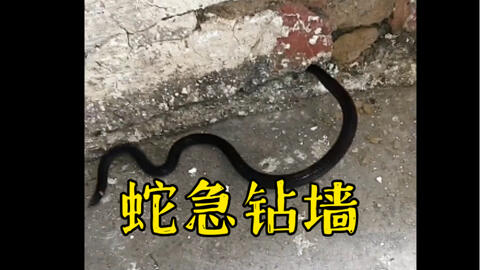 钝尾两头蛇 迷你小型蛇 哔哩哔哩