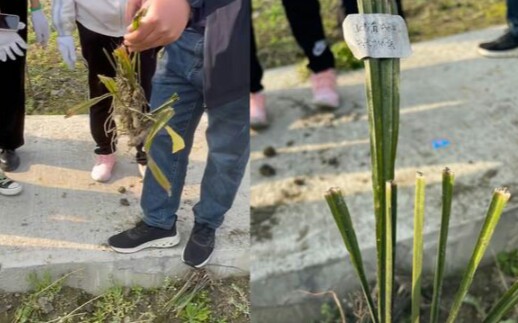 学生拔草误将药草拔出,老师阻止但已无济于事:毕设未出身先死哔哩哔哩bilibili