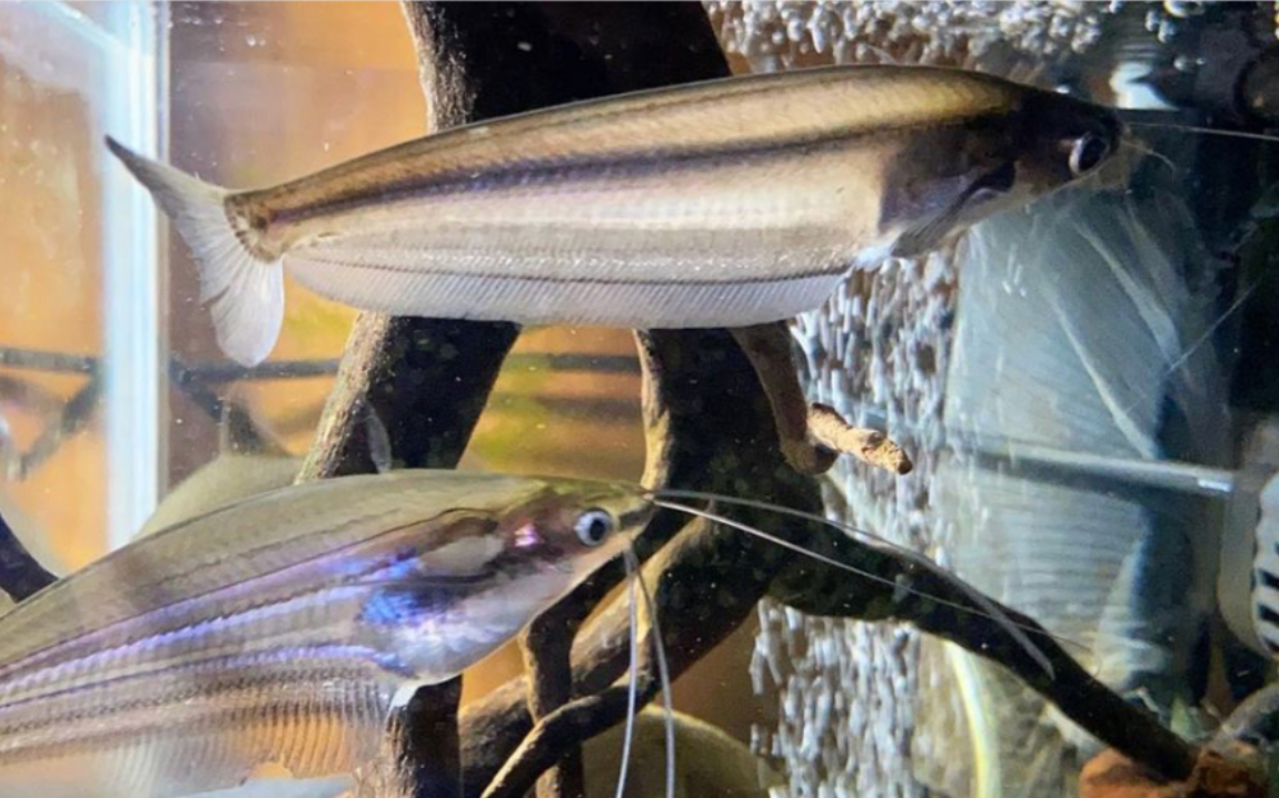 对生缺鳍鲶kryptopterusgeminus