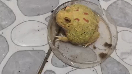 黄胖蛤蟆灵活舌头舔