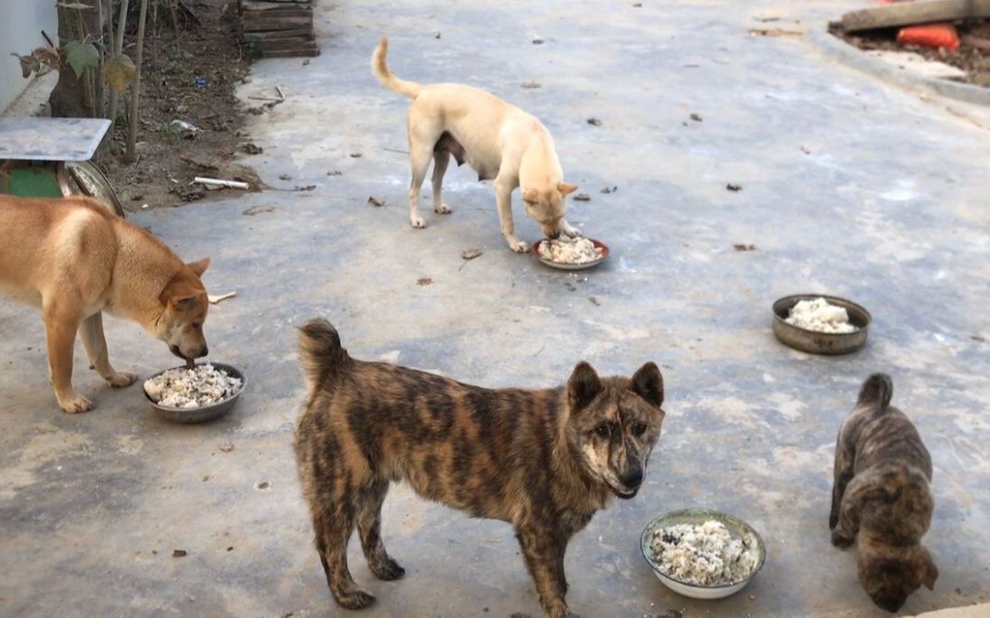 一群田园犬在农田里勤快除鼠害,伙食标准必须高大上,个个长得白胖美