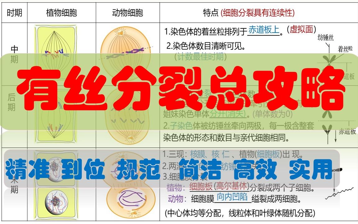 [图]有丝分裂 高中生物必修一 《分子与细胞》 一轮复习