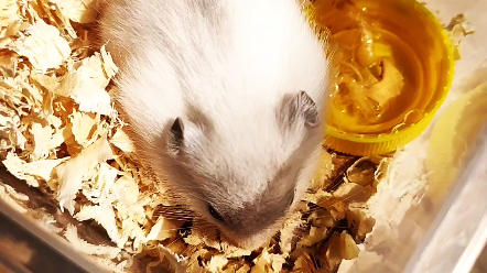 仓鼠吃核桃,小手好可爱_哔哩哔哩_bilibili