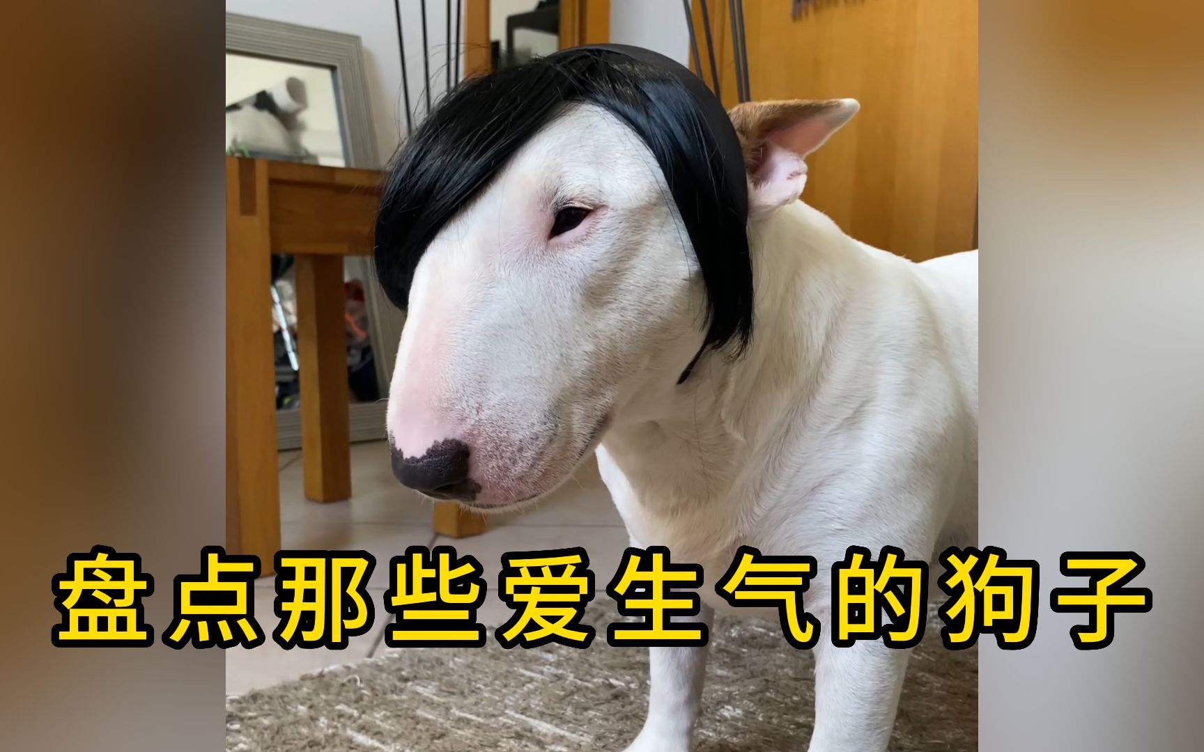 盘点那些爱生气的狗子,小黑脾气嘴暴躁,一言不合就跳崖