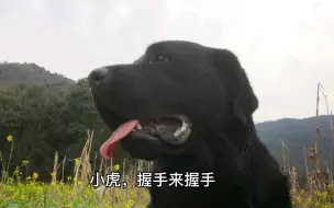 Скачать видео: 铲屎官向拉布拉多求助，毛孩子伸出援助之手，太聪明了