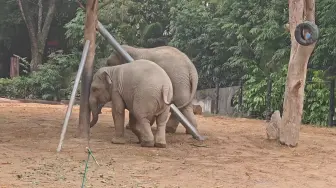 下载视频: 【亚洲象威武】【亚洲象威风】谁家的孩子这么皮哦，家都要拆了😓😳