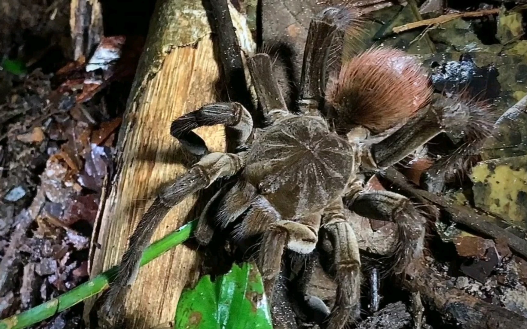 至福在亚马逊雨林勾引世界上最大的蜘蛛多是一件美事啊嘿嘿
