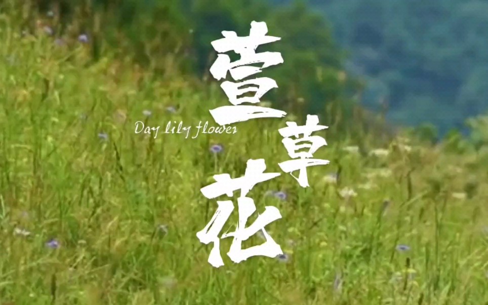 女声小合唱《萱草花》天大北京校友会合唱团