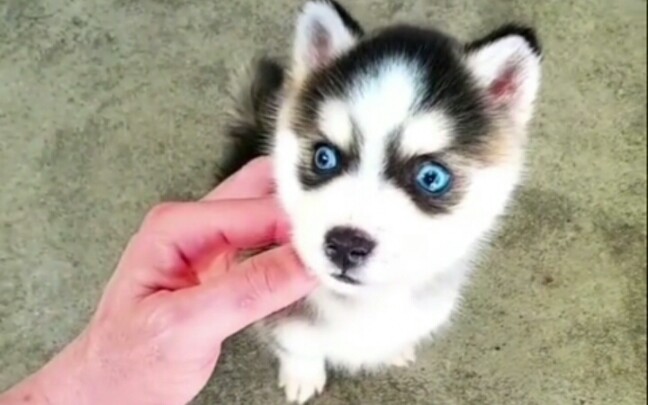 茶杯犬版二哈长不大的迷你哈士奇瞧这二二的眼神