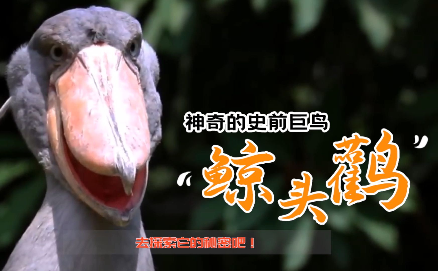 神奇的史前巨鸟·鲸头鹳
