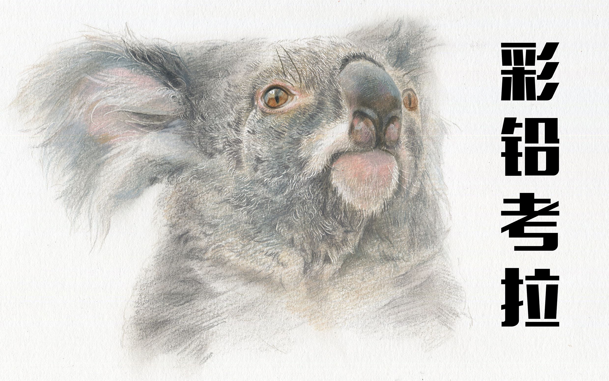 彩铅考拉萌世界彩铅绘图书配套视频凤凰原色出品