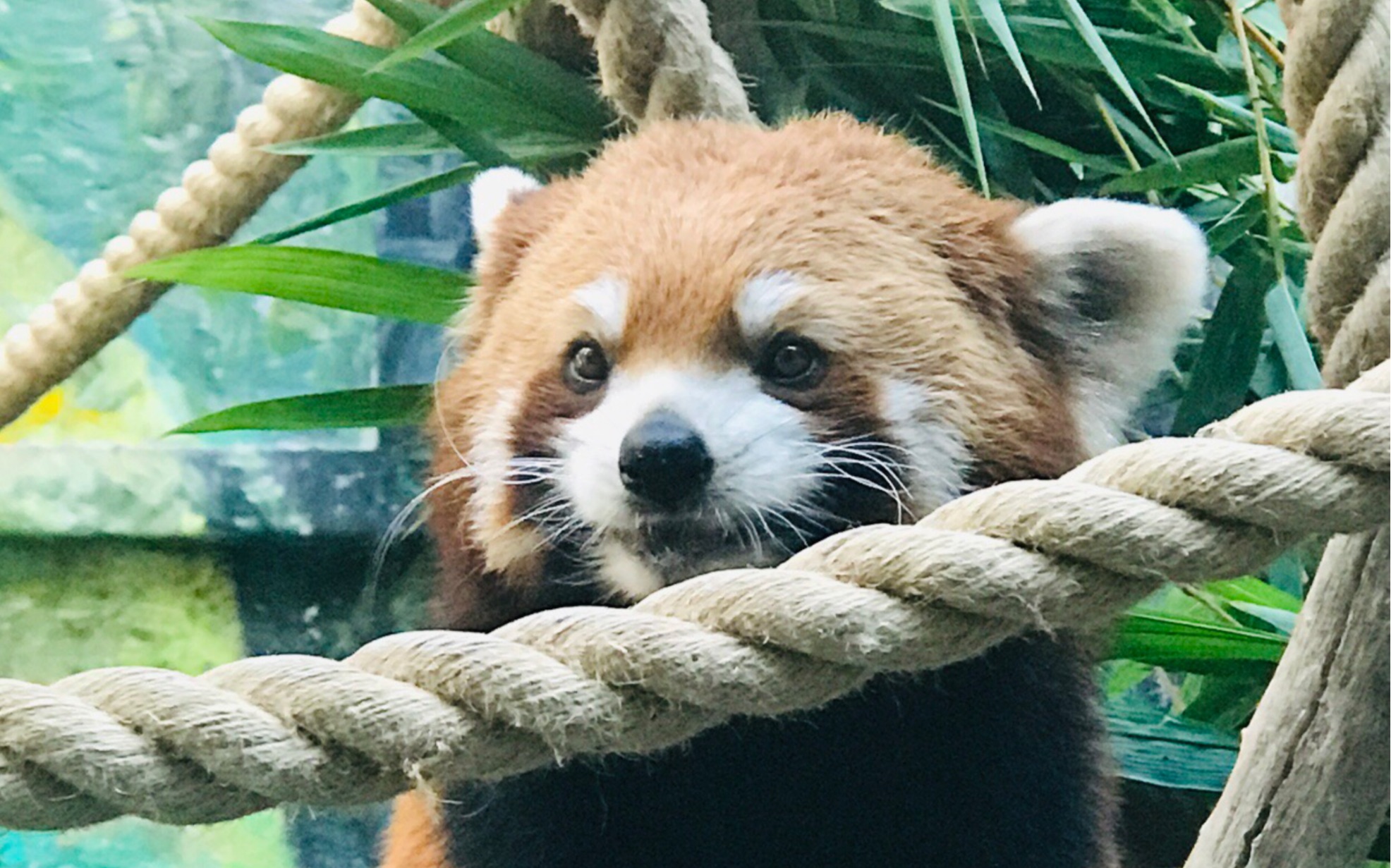 [小熊猫]阿伟,澳门的小能苗在呼唤你了