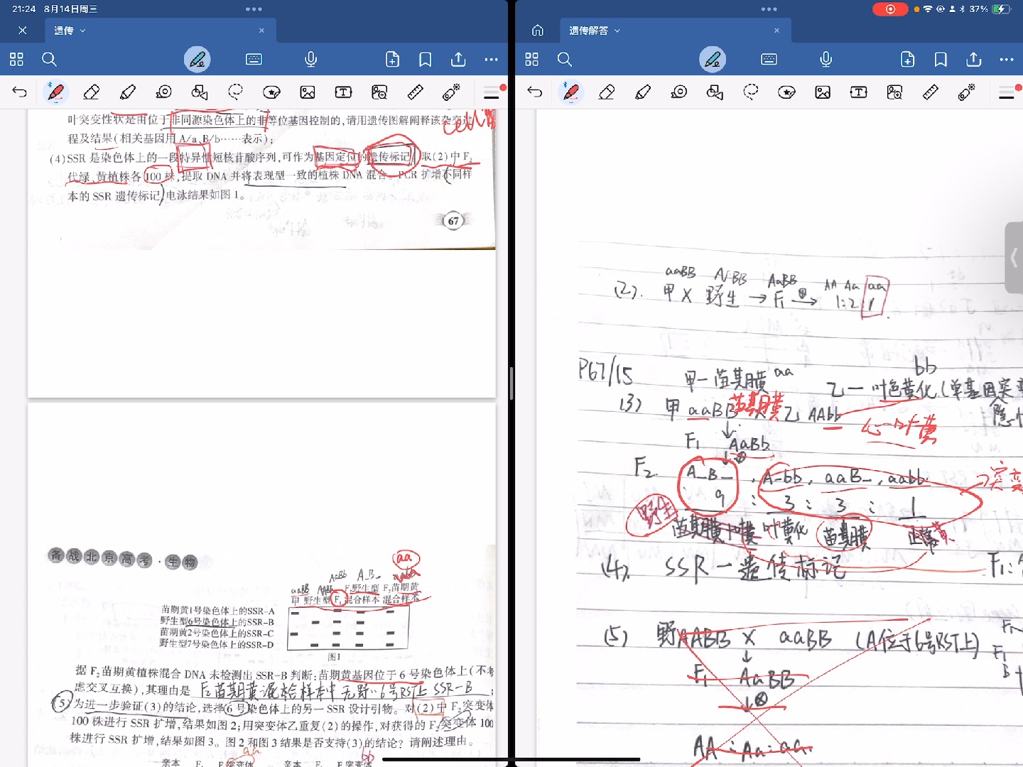 第十章自由组合定律15题,(4)