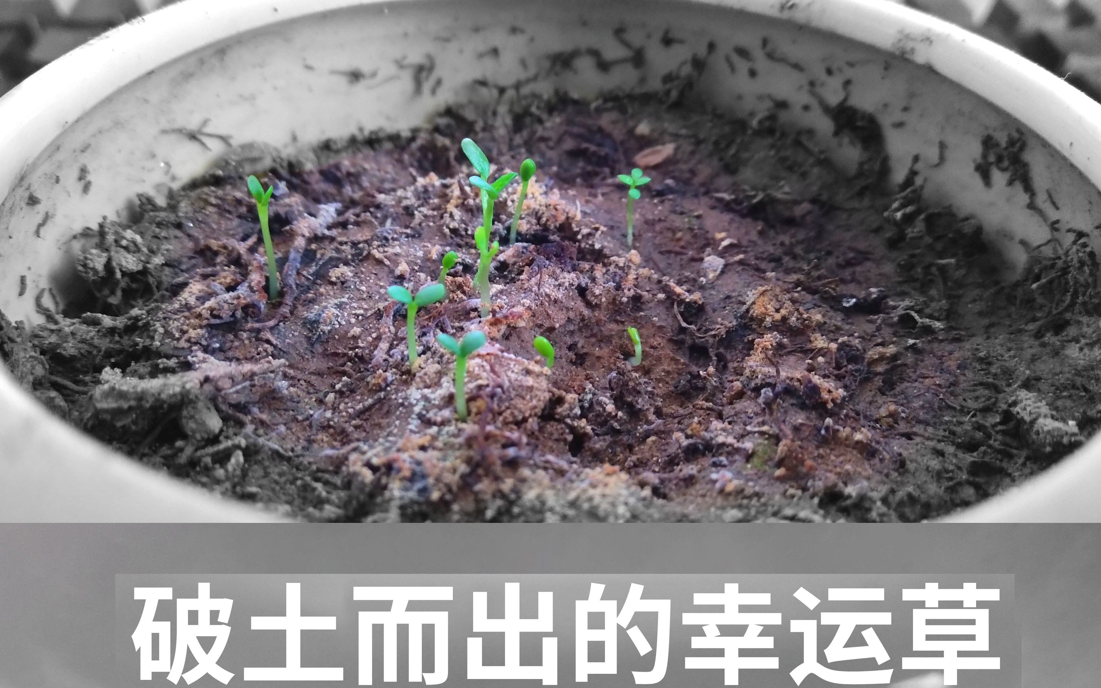 【延时摄影】破土而出的幸运草哔哩哔哩bilibili