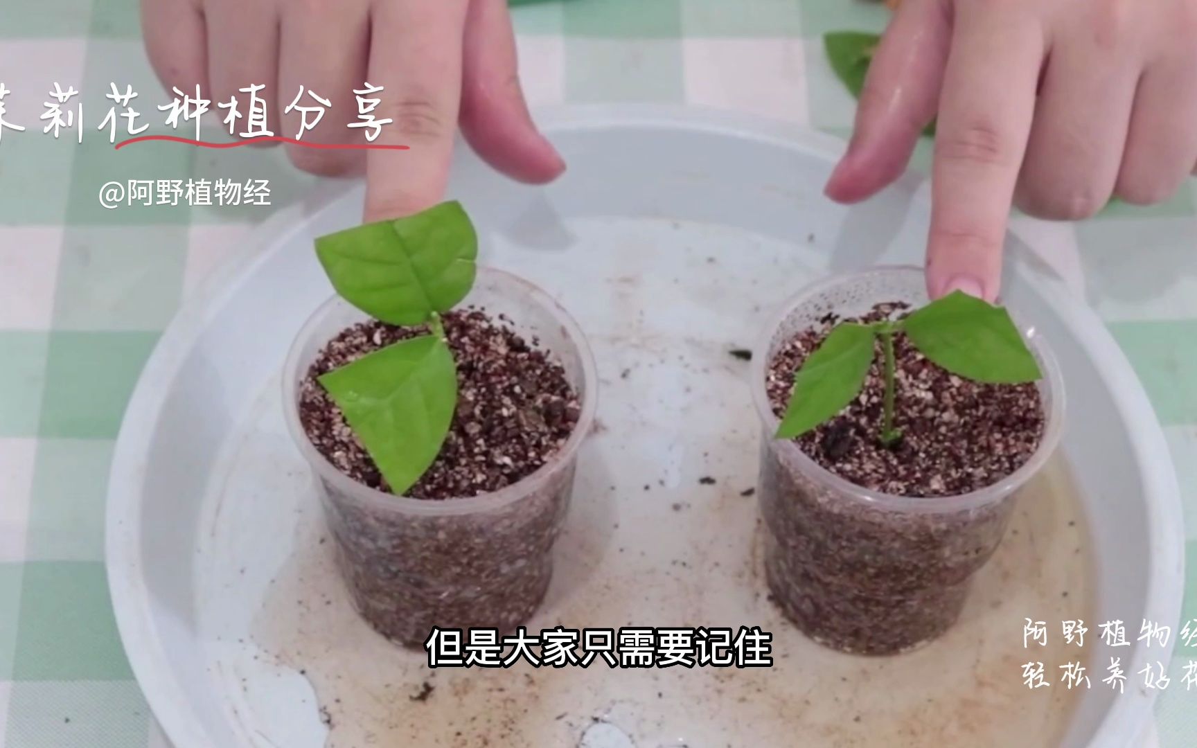 茉莉花种植分享,简单实用哔哩哔哩bilibili