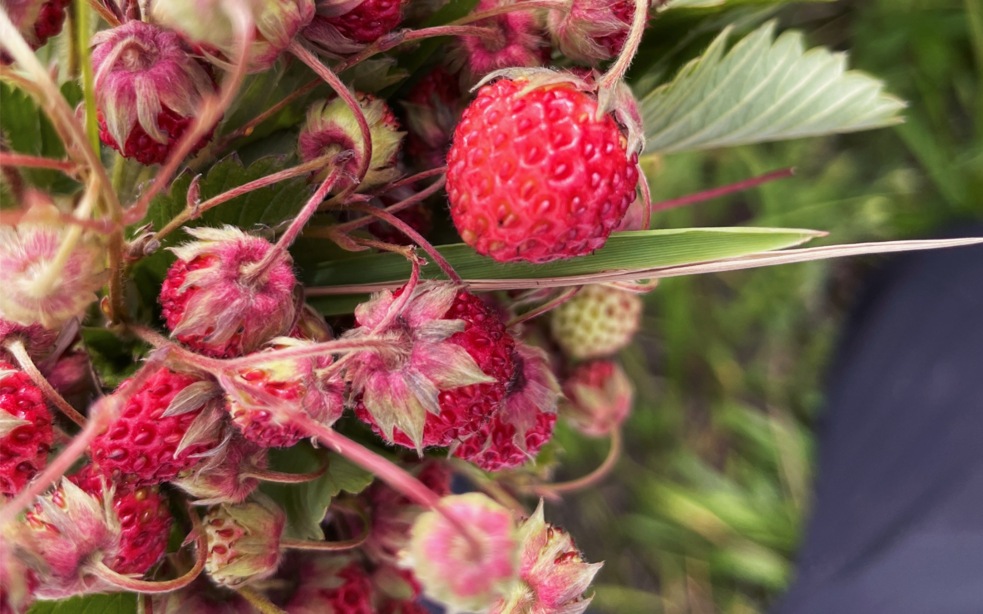 草原上的野草莓