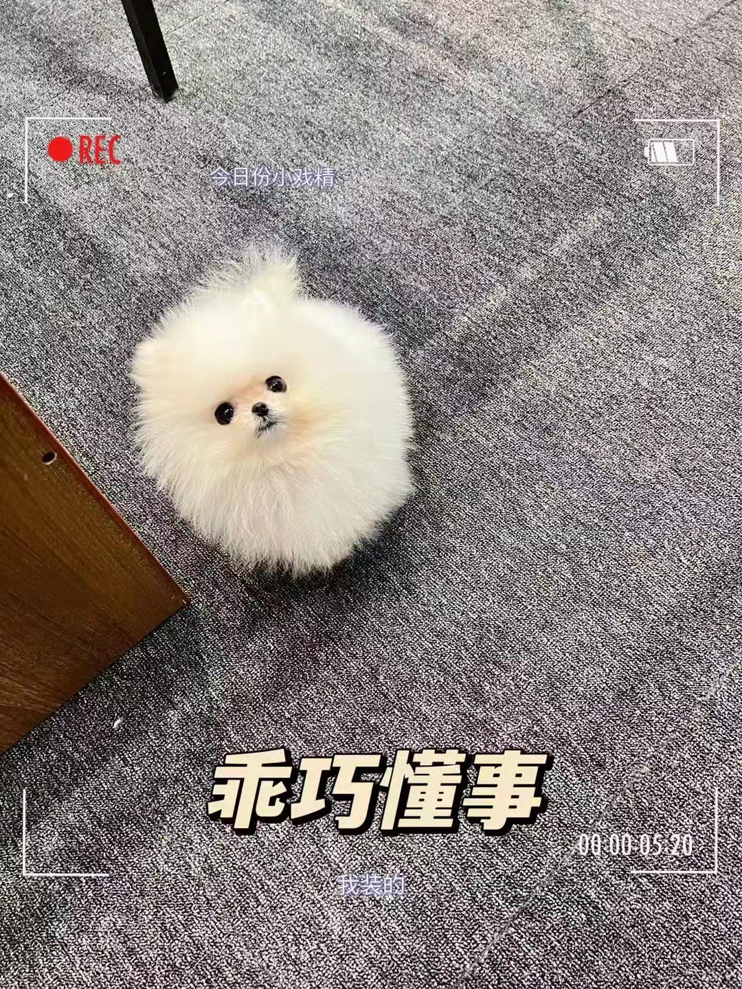 博美棉花糖