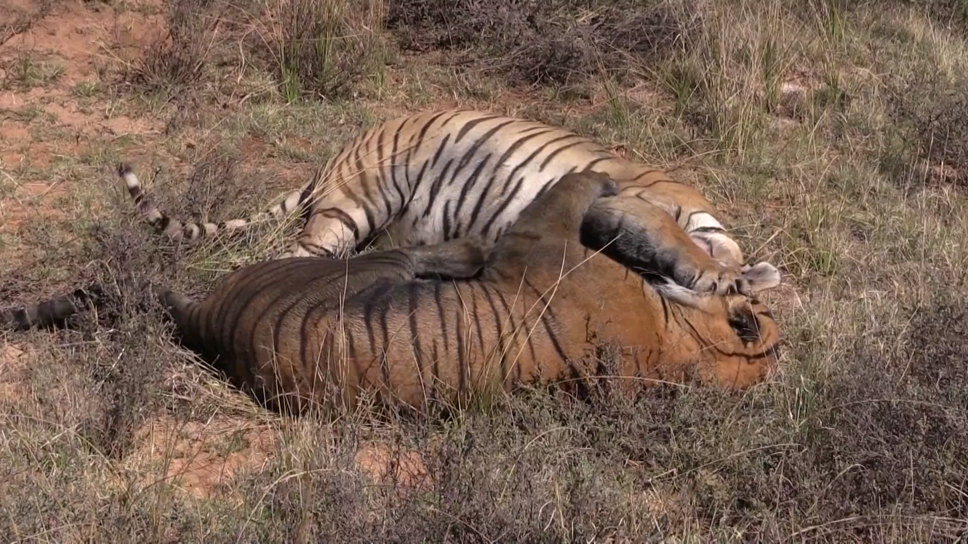 [图]虎吹非洲 最精彩的戰斗