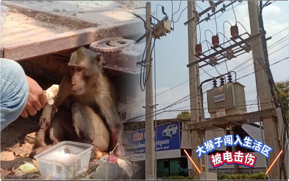 大猴子闯入人类生活区最终被高压电击伤它该何去何从
