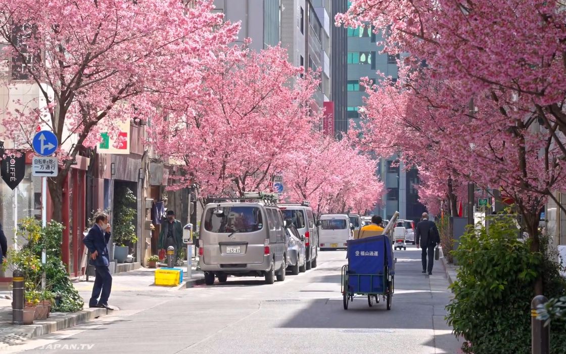 [图]【超清日本】漫步东京 日本桥 满开的樱花 (1080P高清版) 2021.3