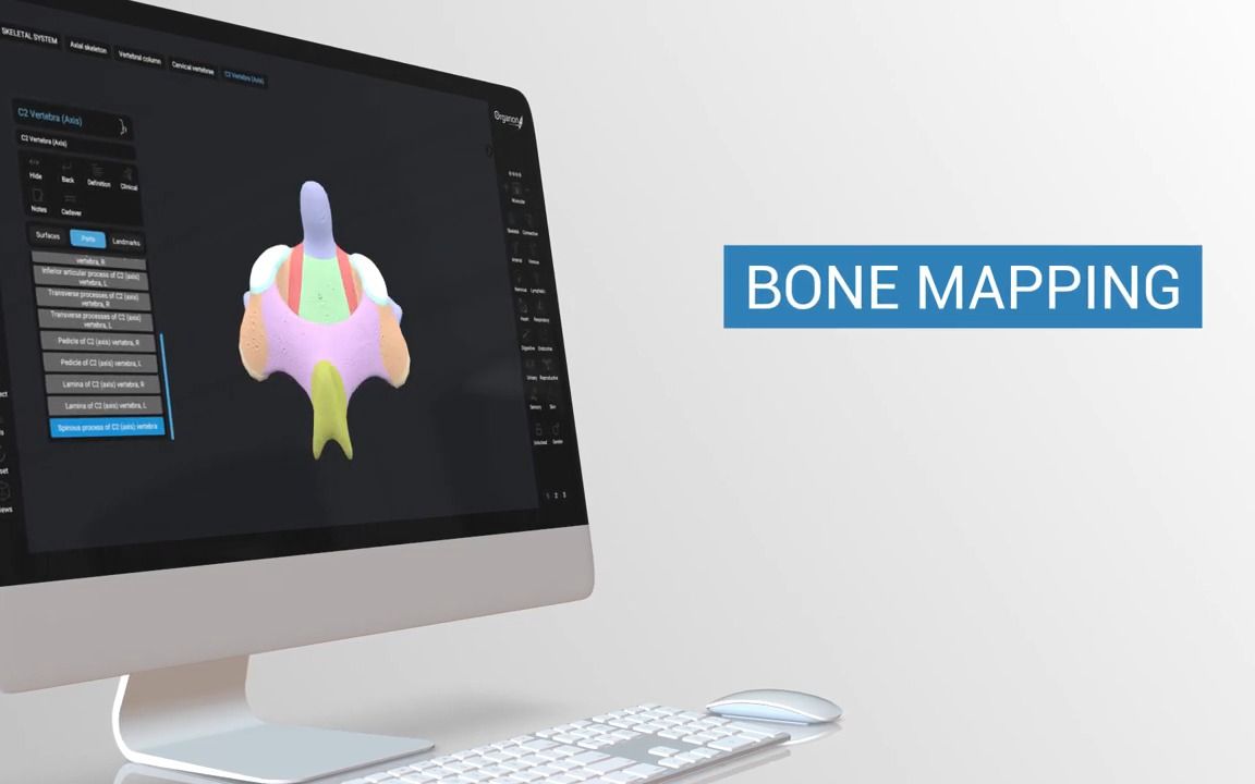 [图]2021 RELEASE 3D Organon Anatomy for desktop