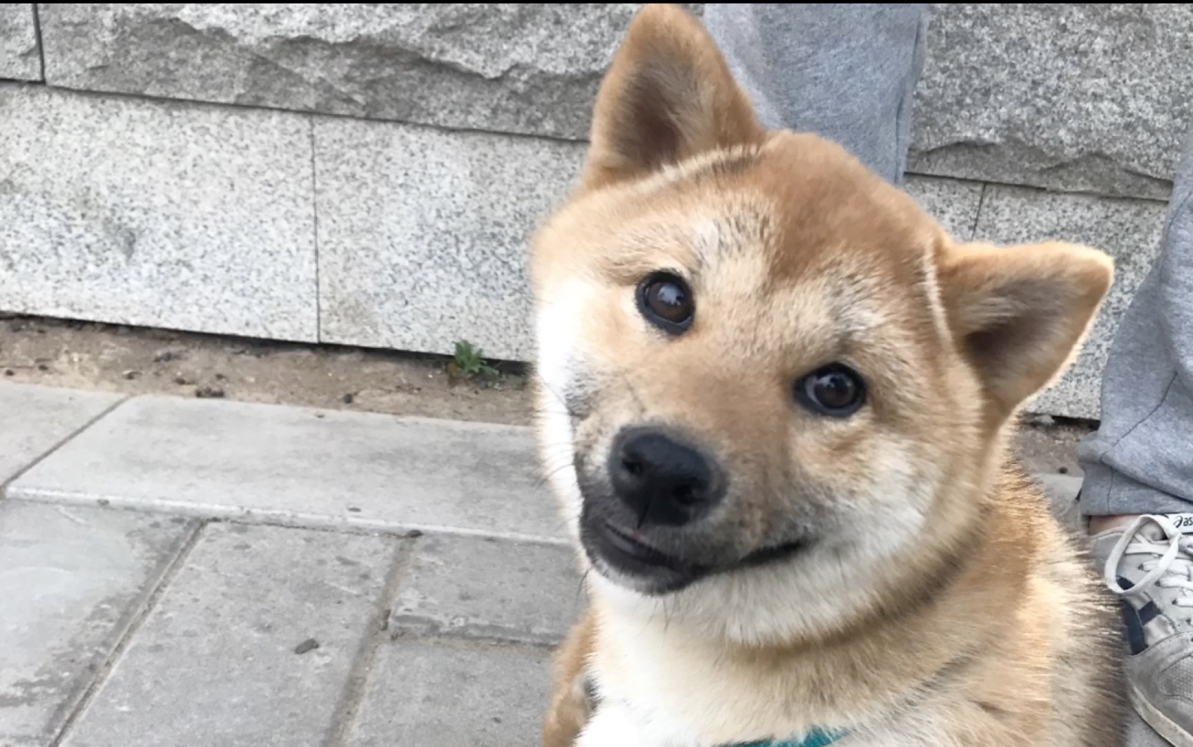 【柴犬】大眼睛端午&小眼睛阿浪