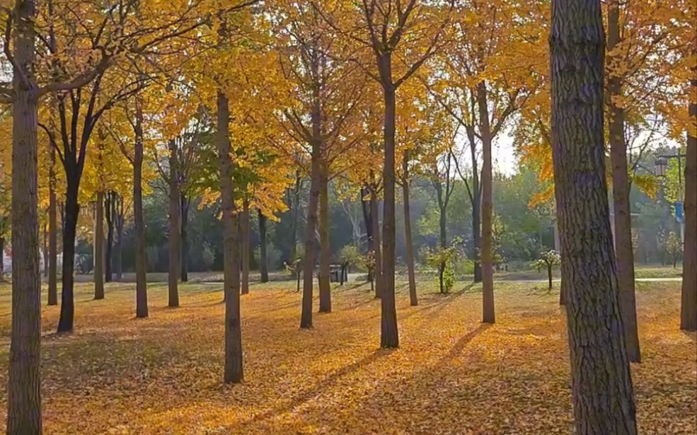 邢台森林公园丨citywalk