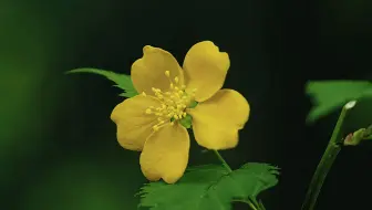 【原创】【延时摄影】每天来看一朵花开/棣棠