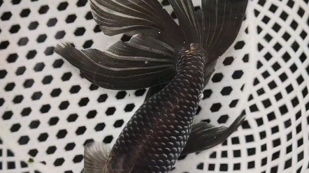 一年多的蓝丹凤金鱼_哔哩哔哩_bilibili