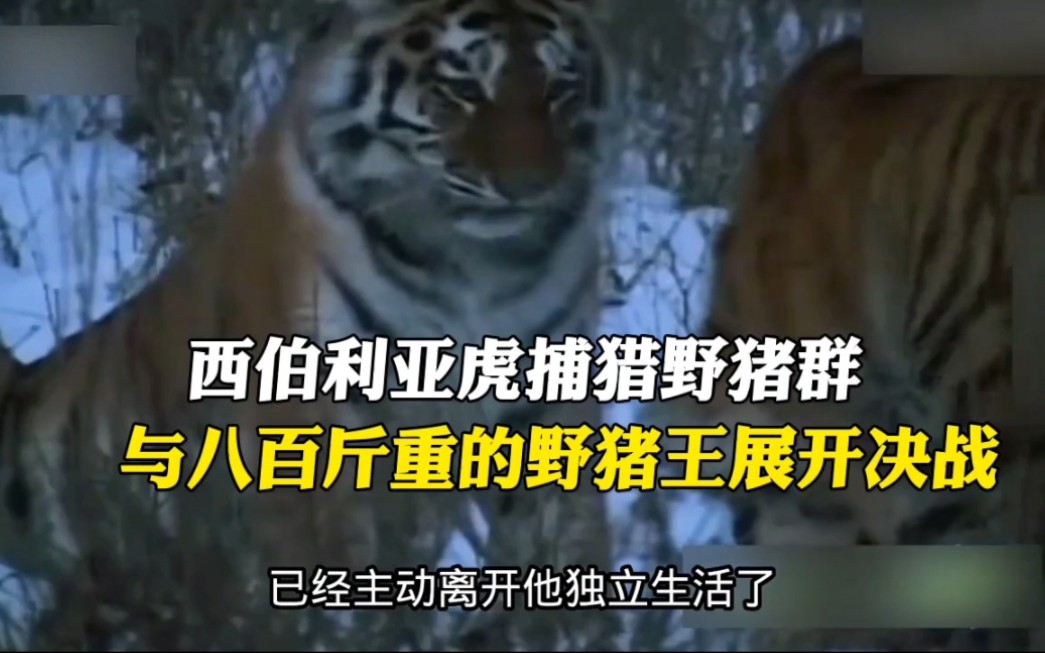 西伯利亚虎大战八百斤野猪王,一场猛兽之间的激烈对决!